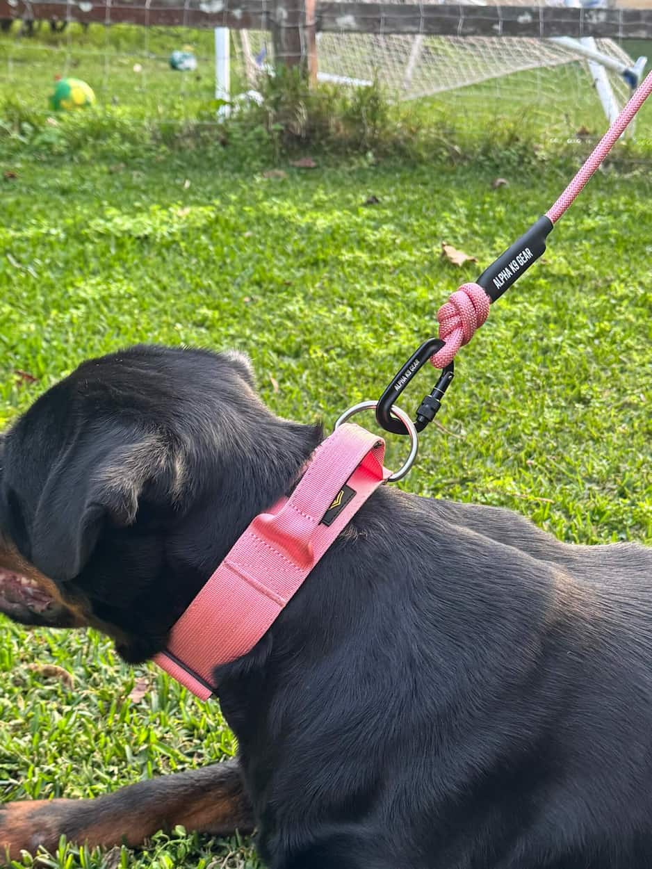 Why Australian Dog Owners Are Switching to Heavy Duty Gear