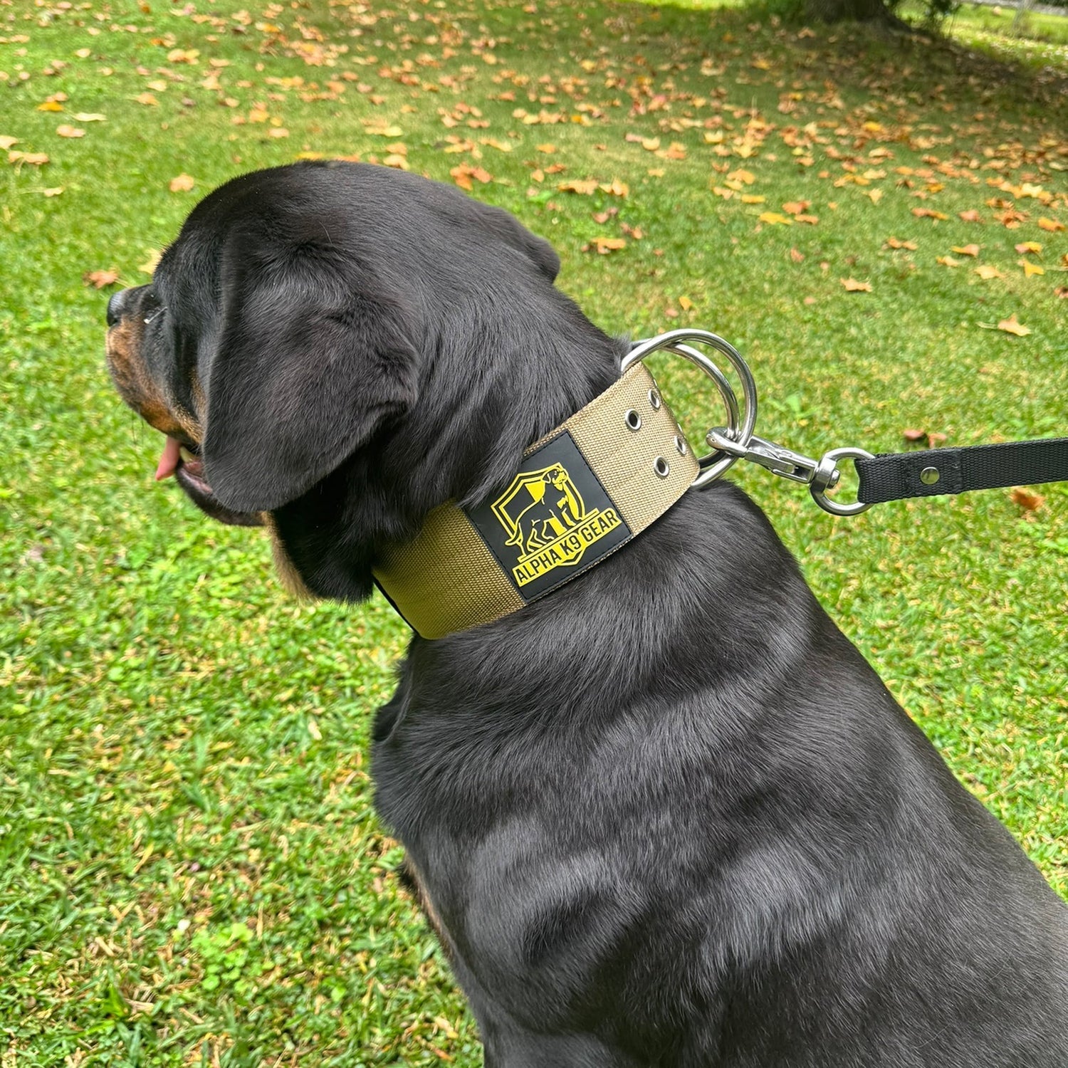 The Ultimate Guide to Heavy Duty Dog Collars: Built for Big, Strong Breeds