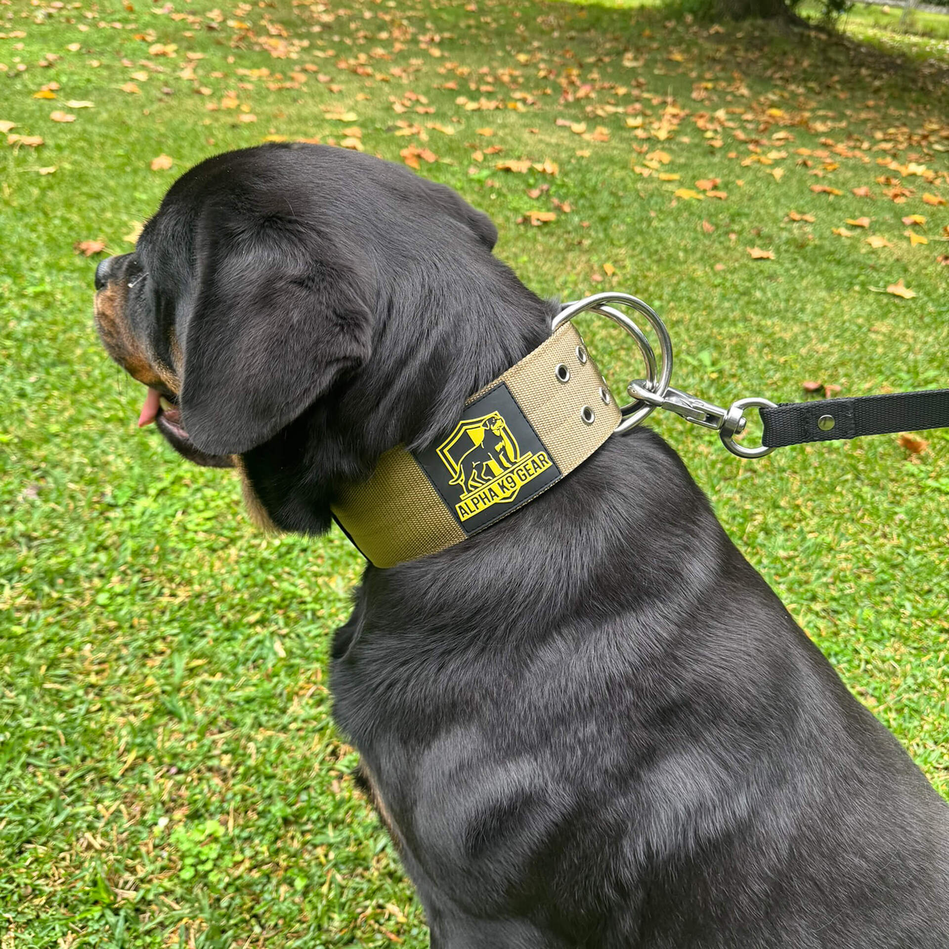 Rottweiler with heavy duty collar