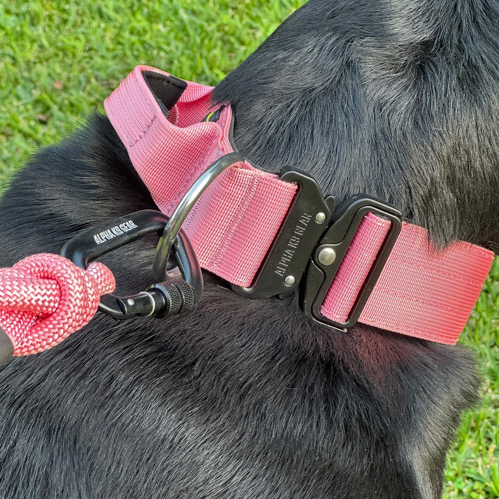 Alpha K9 Gear Collar Sizing Guide: Find the Perfect Fit for Your Large Breed Dog