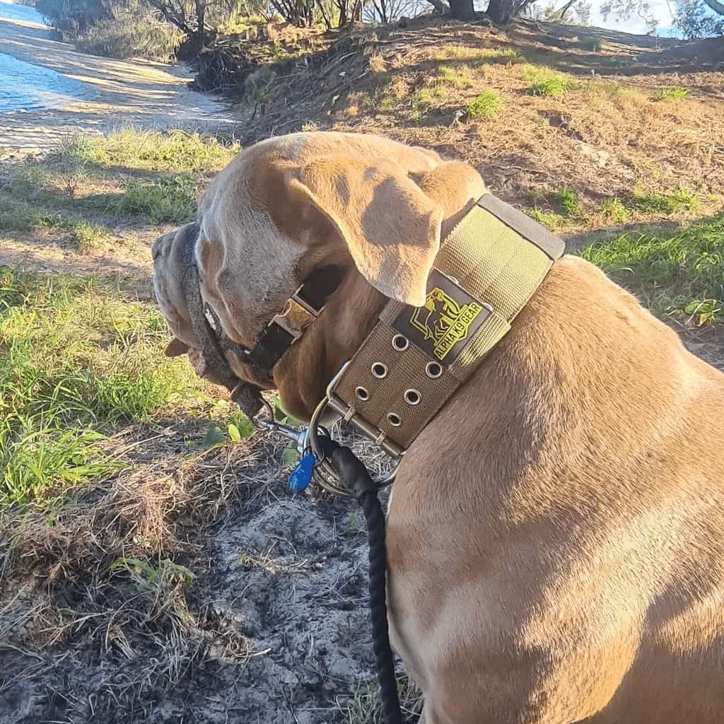 Extreme Dog Collar