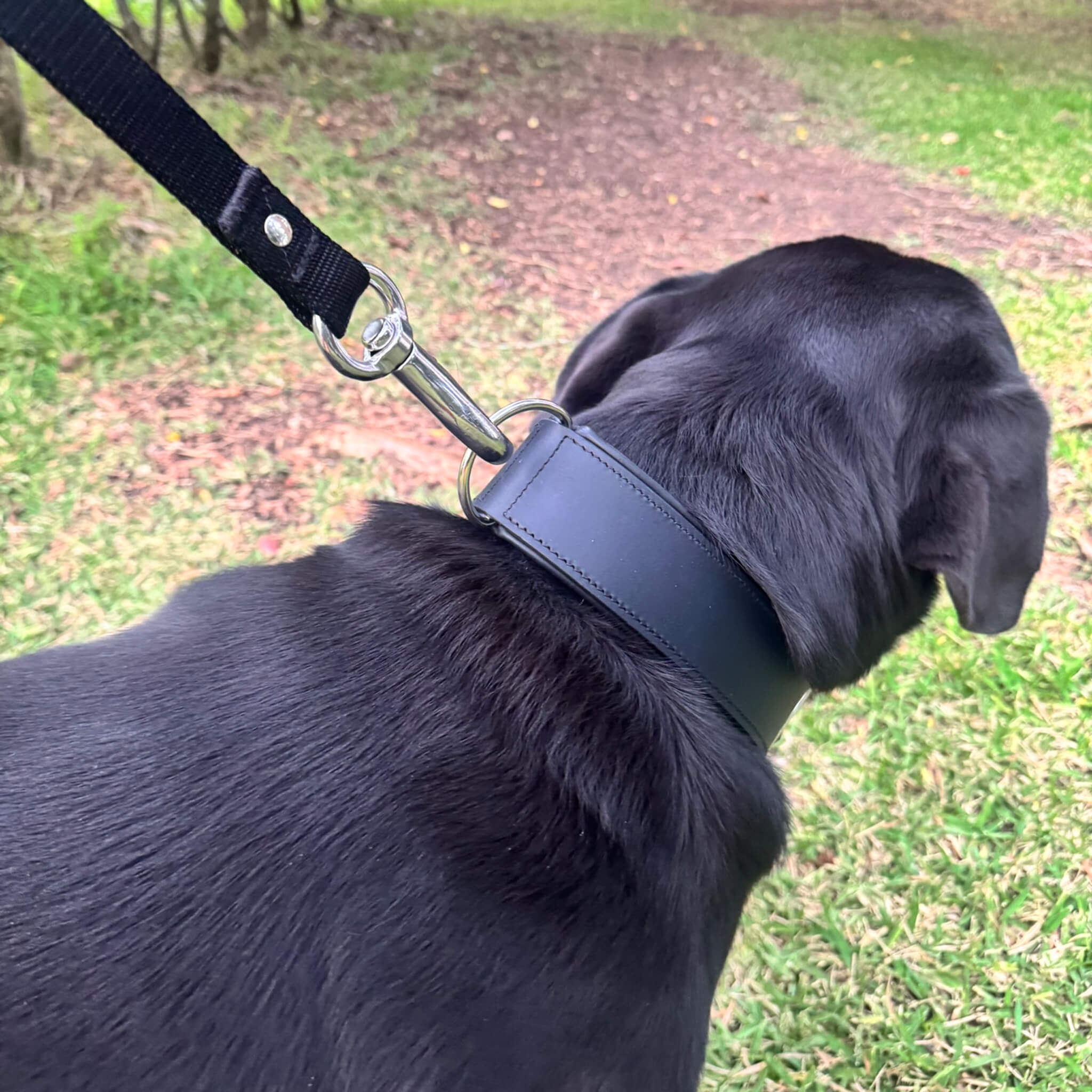 Padded Leather Dog Collar 4.8cm Wide