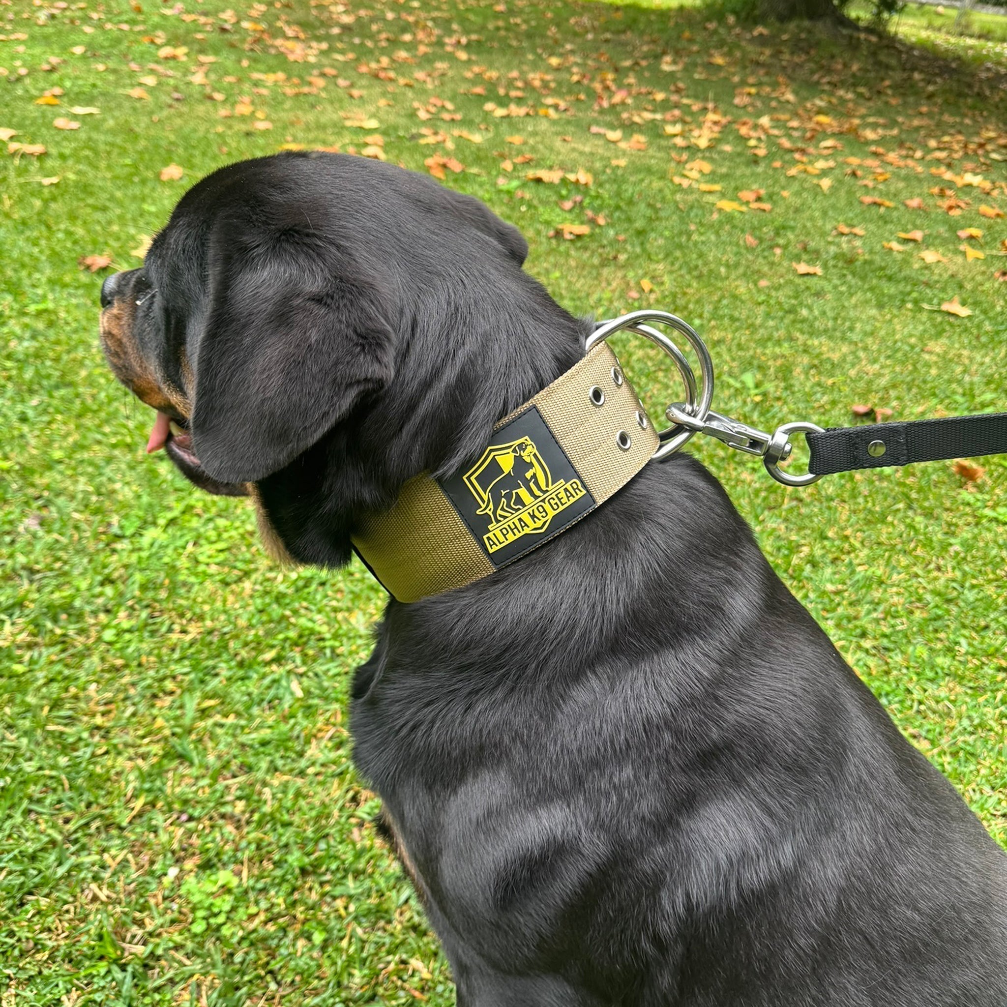 The Ultimate Guide to Heavy Duty Dog Collars: Built for Big, Strong Breeds