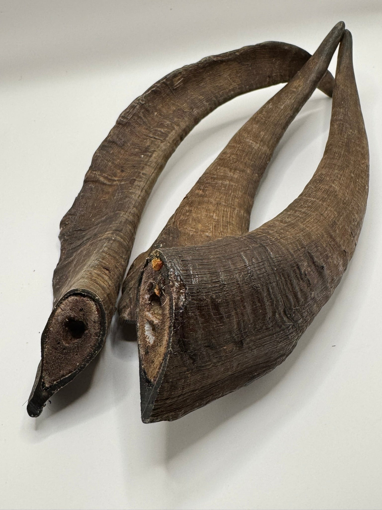 Large Goat Horn With Marrow