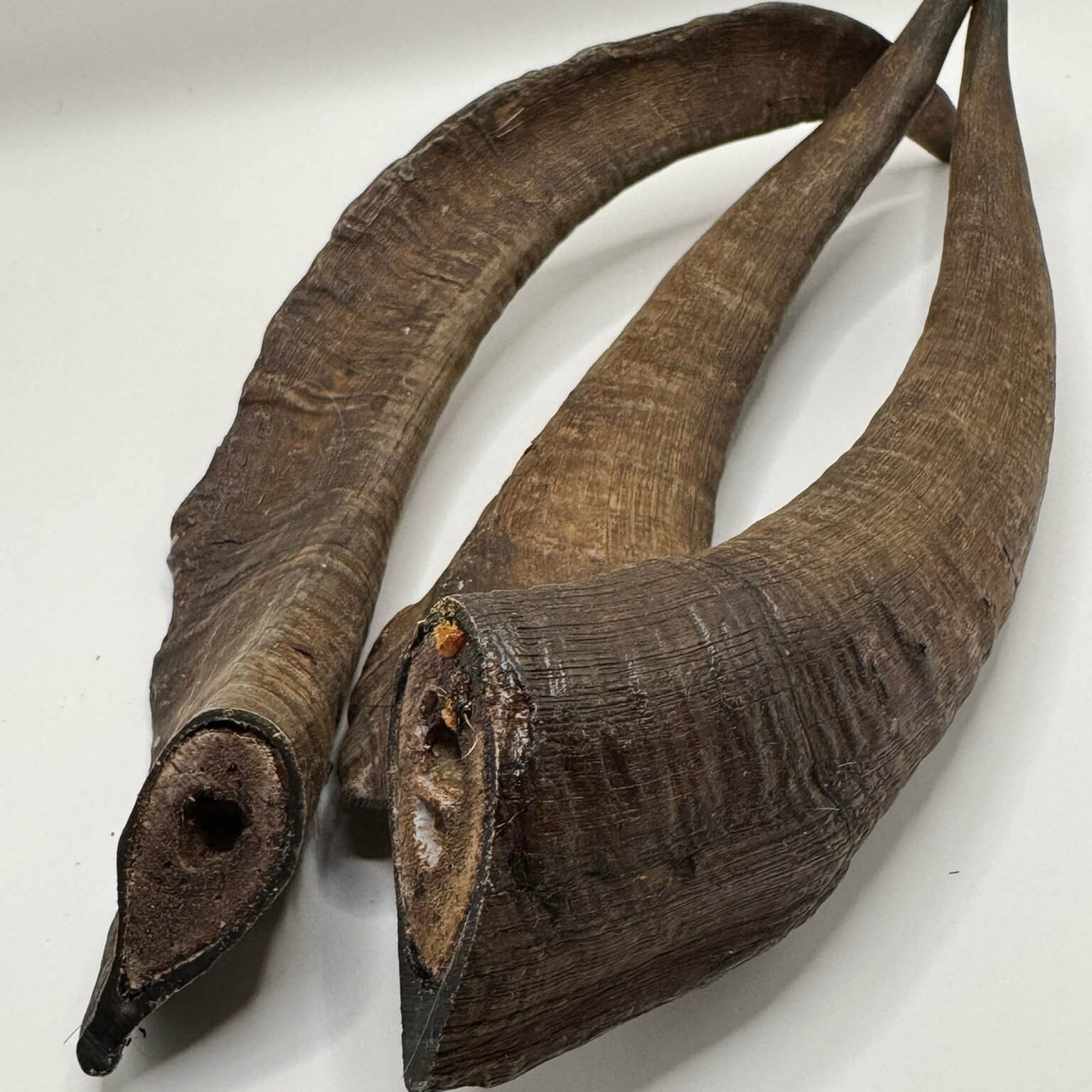 Natural long-lasting goat horn dog treat, perfect for powerful chewers and heavy-duty teeth cleaning