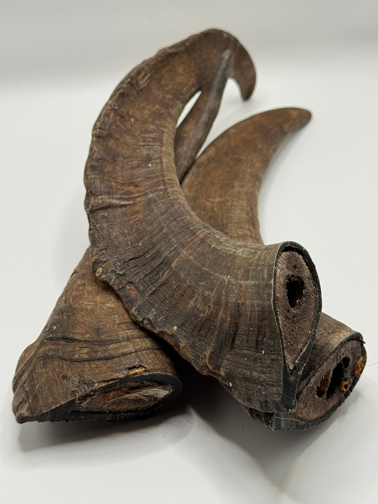 Large Goat Horn With Marrow
