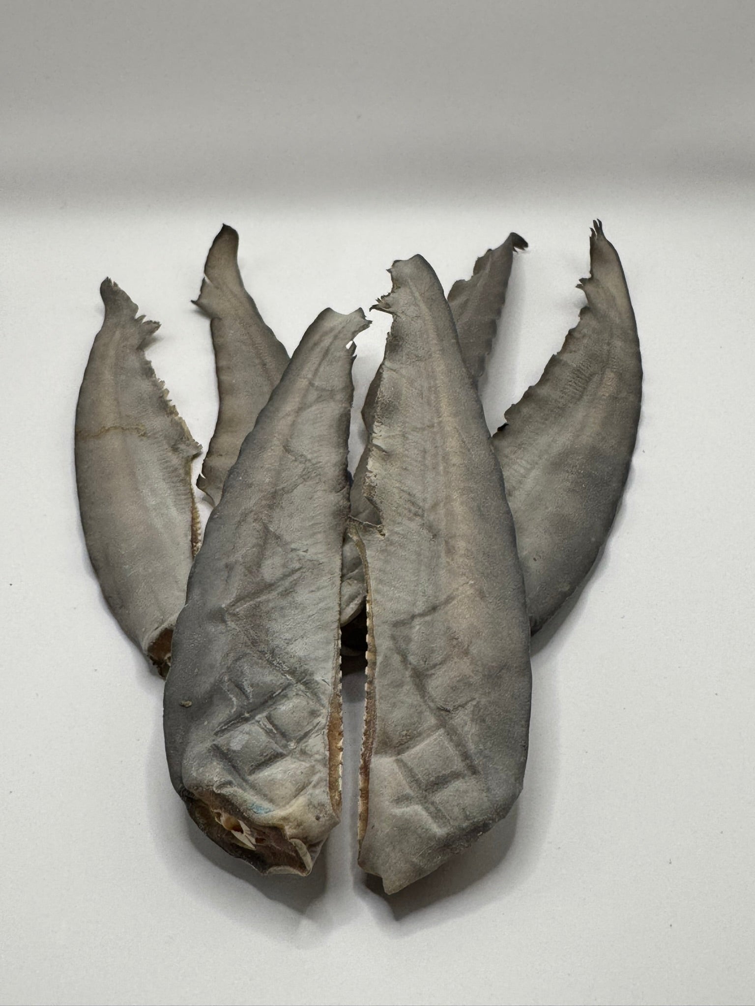 Shark Tail 15cm-25cm