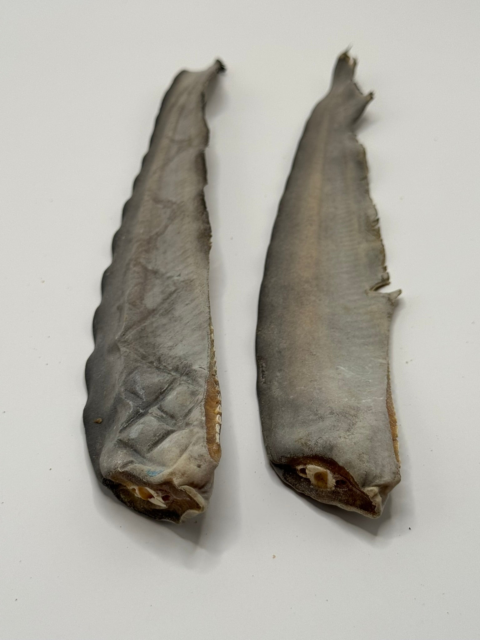 Shark Tail 15cm-25cm