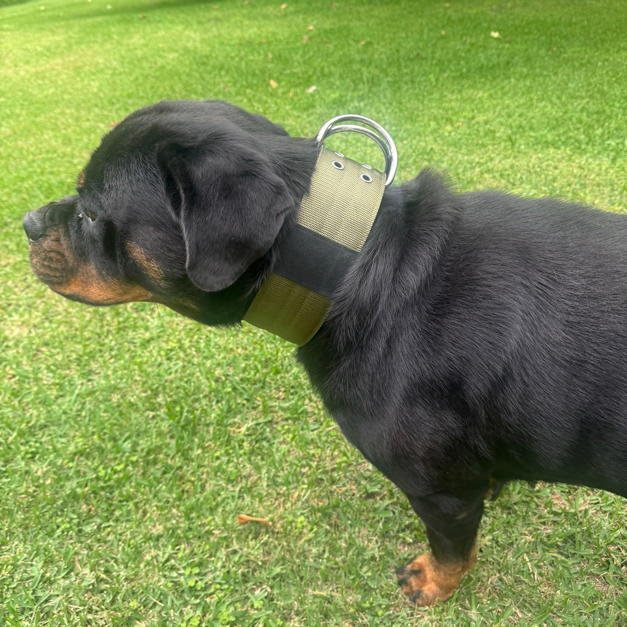 Extreme Dog Collar