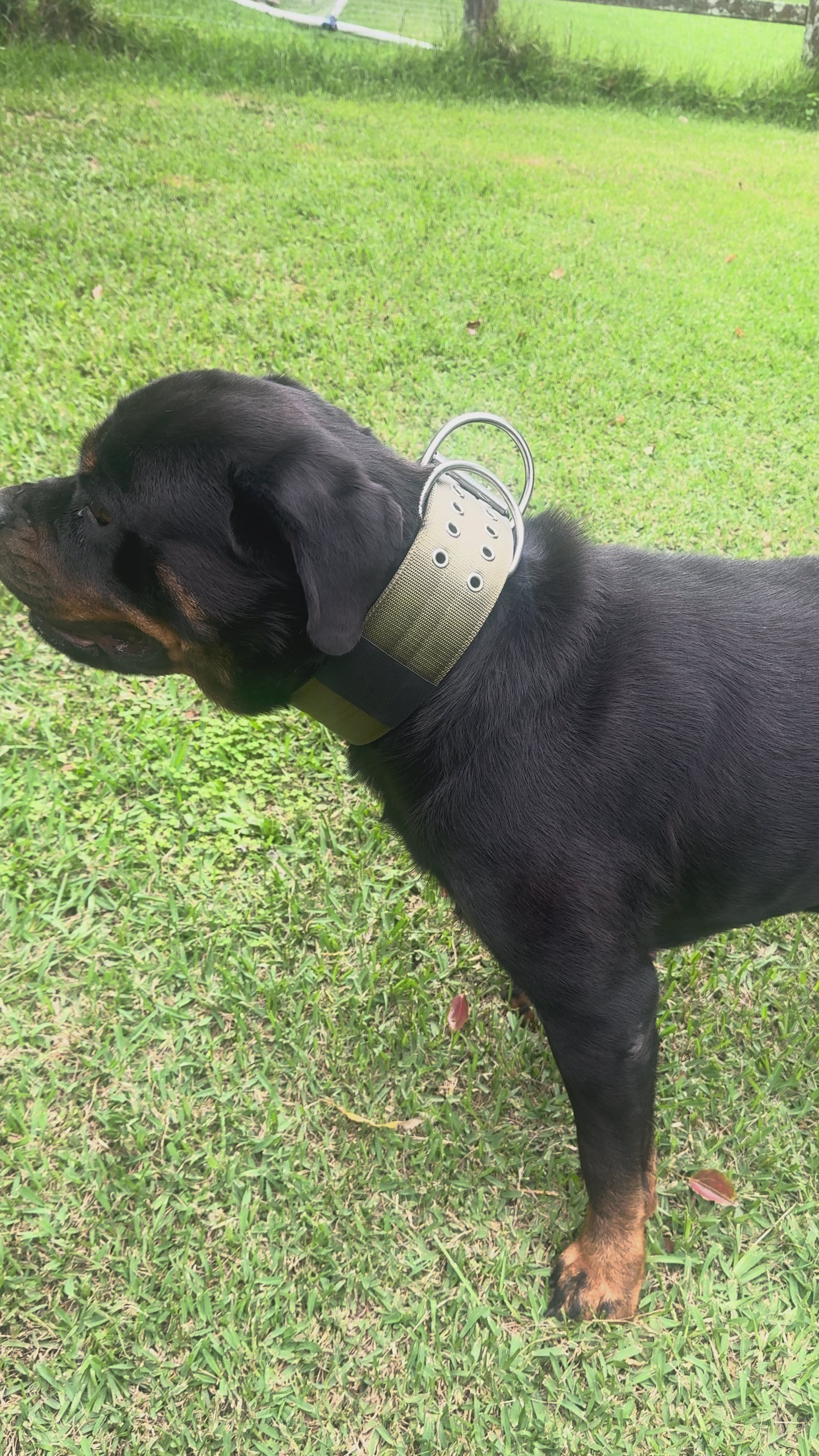 Extreme Dog Collar