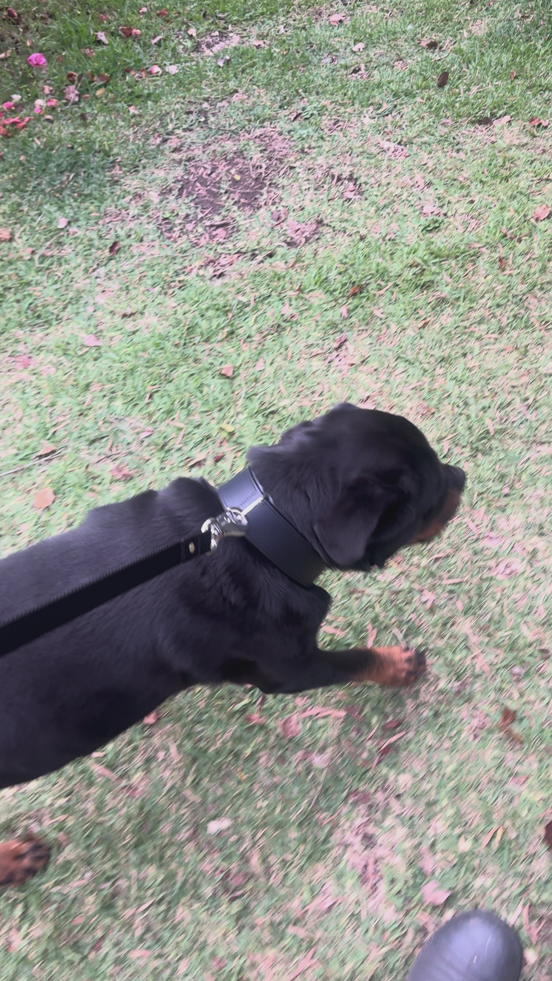 Padded Leather Dog Collar 3.8cm Wide
